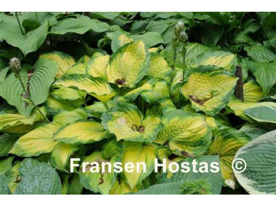 Hosta 